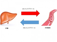 コレステロールの動き