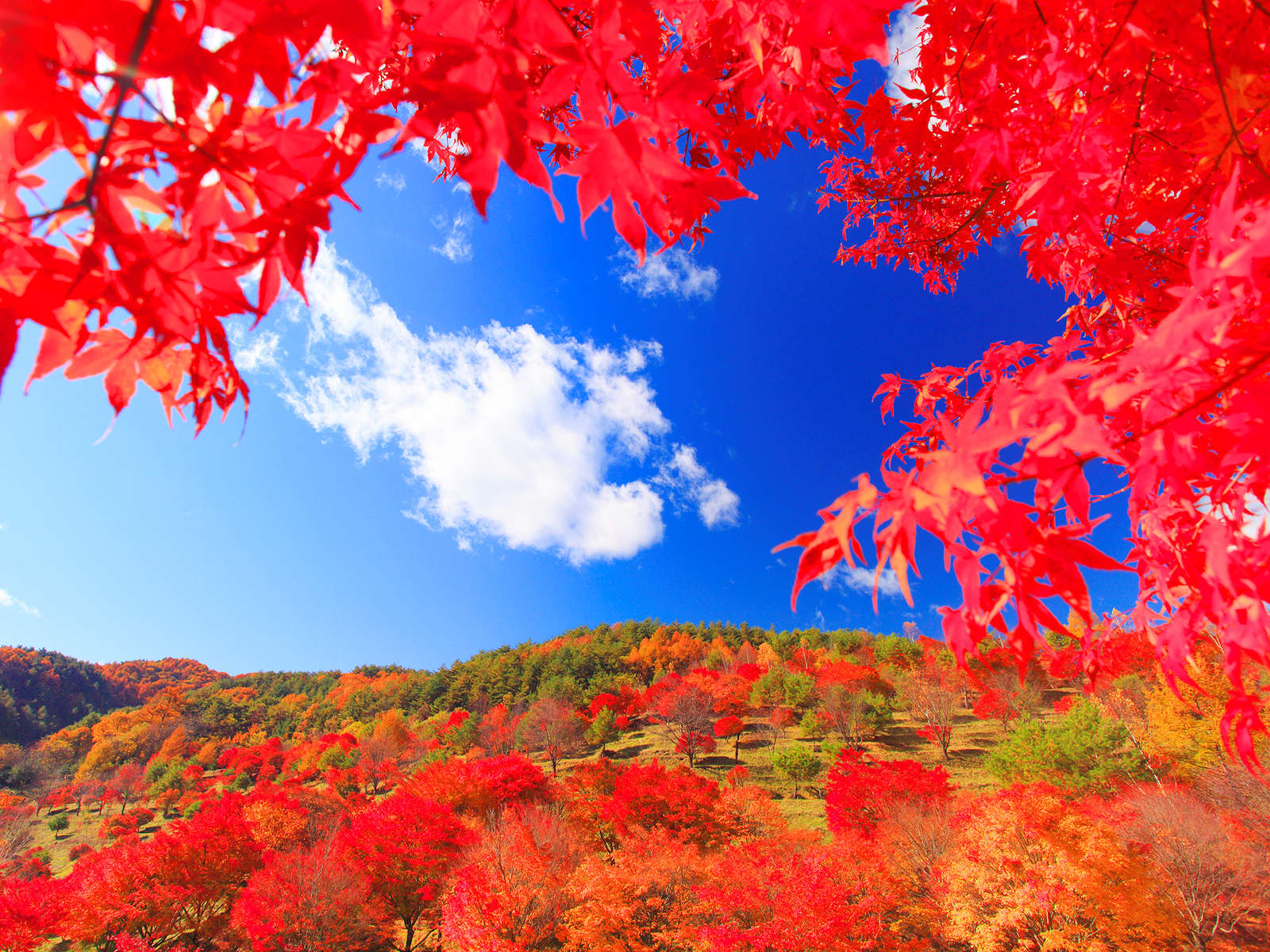 【アゴダ】アゴダが注目する「美しい紅葉を楽しむ国内の旅行先5選」～写真撮影に最適な日本の紅葉ベストスポット～ | 東京ビューティー