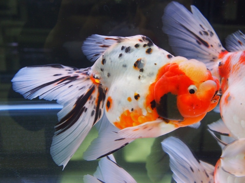 1000+ Images About Goldfish And Others On Pinterest 